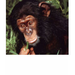 Chimpansee t-shirts