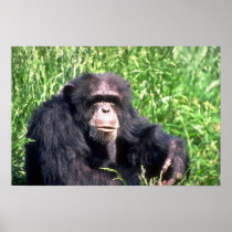 Chimpanzee adult sitting in sunny grass print