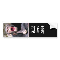 Chimpanzee_ Bumper Stickers