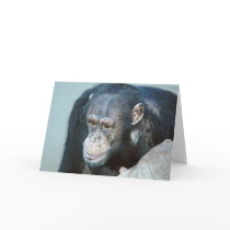 Chimpanzee cards