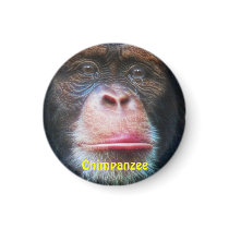 CHIMPANZEE FACE Primate Wildlife Art Magnet