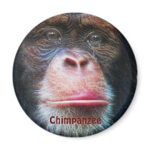 CHIMPANZEE FACE Primate Wildlife Art Magnet