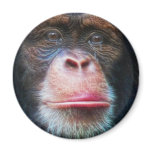 CHIMPANZEE FACE Wildlife Magnet