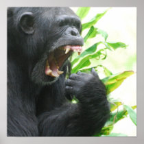 Chimpanzee Fangs Poster