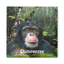 CHIMPANZEE & JUNGLE Primate Wildlife Art Magnet