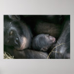 CHIMPANZEE MOTHER AND CHILD posters