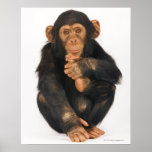 Chimpanzee (Pan troglodytes) Print