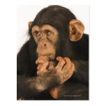Chimpanzee (Pan troglodytes). Young playfull 2 Postcard