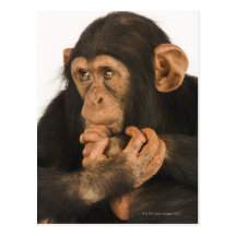 Chimpanzee (Pan troglodytes). Young playfull 2 Postcard