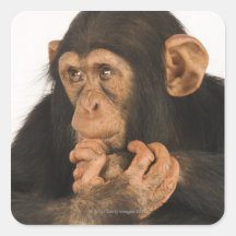 Chimpanzee (Pan troglodytes). Young playfull 2 Stickers