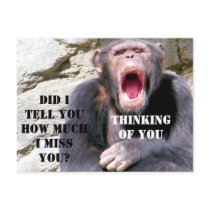 Chimpanzee_ Post Cards