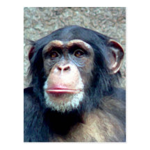 Chimpanzee Post Cards