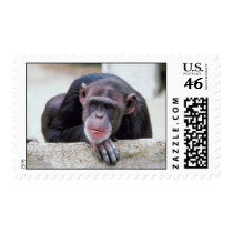 Chimpanzee postage by photoinspiration Chimpanzee postage