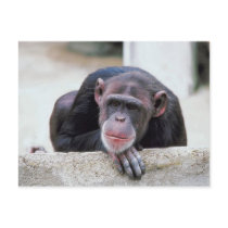 Chimpanzee postcard