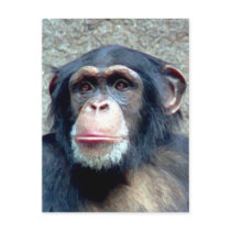 Chimpanzee Post Cards