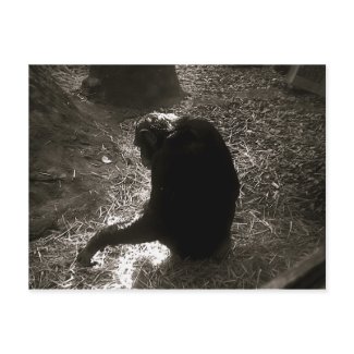 Chimpanzee - Postcard postcard