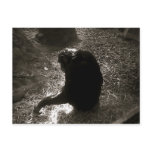 Chimpanzee - Postcard