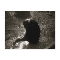 Chimpanzee - Postcard by celtxian Chimpanzee - Postcard