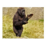 Chimpanzee Postcard