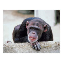 Chimpanzee postcard