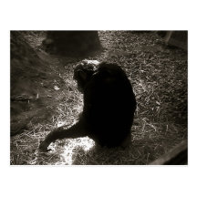Chimpanzee - Postcard