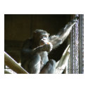 Chimpanzee Poster posters