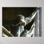 Chimpanzee Poster posters