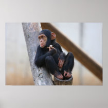 Chimpanzee Poster