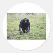Chimpanzee Round Sticker