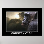 Chimpanzee Wildlife CONSERVATION Art Poster