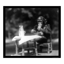 Chimpanzee With a Bottle and Glass at the Zoo 1926 posters