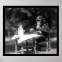 Chimpanzee With a Bottle and Glass at the Zoo 1926 posters
