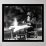 Chimpanzee With a Bottle and Glass at the Zoo 1926 posters