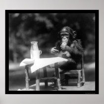 Chimpanzee With a Bottle and Glass at the Zoo 1926 Print