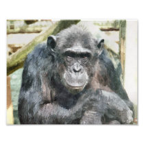 CHIMPANZEES PHOTO