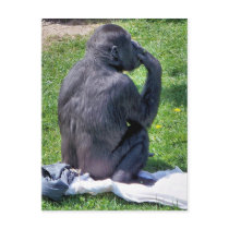 CHIMPANZEES POST CARD