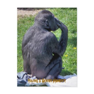 CHIMPANZEES postcard