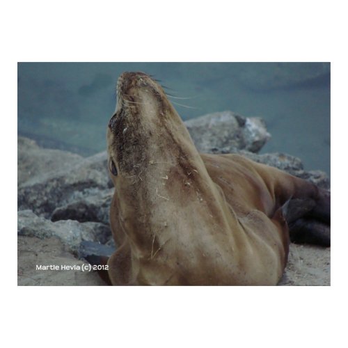 Chin Up zazzle_print