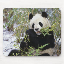 China, Sichuan Province. Giant Panda feeds on Mousepads