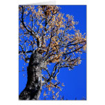 Chinaberry Tree Greeting Cards