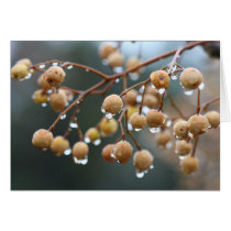 Chinaberry tree in the rain cards