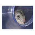 Chinchilla baby peek-a-boo posters by grandhelm Chinchilla baby peek-a-boo posters