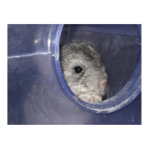Chinchilla baby peek-a-boo posters