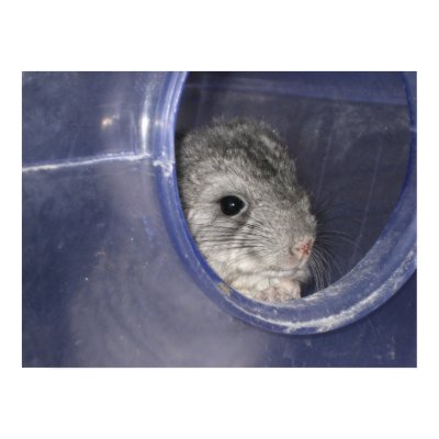 Chinchilla baby peek-a-boo posters by grandhelm