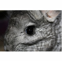 chinchilla eye close up cut out