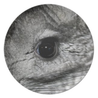 chinchilla eye close up plate