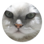 Chinchilla Persian Cat Stickers