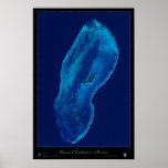 Chinchorro banco, poster del satélite de México