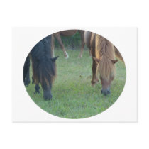 Chincoteague Island / Assateague Island pony postcards by animalwhimsy Chincoteague Island / Assateague Island pony postcards