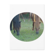 Chincoteague Island / Assateague Island pony postcards by animalwhimsy Chincoteague Island / Assateague Island pony postcards